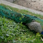 Pfau, Tierpark Schönbrunn, Wien
