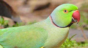 Rose-ringed parakeet