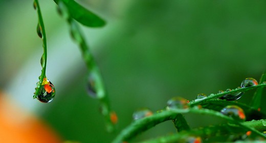 macro panorama water drop 25