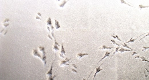 Birds in the snow