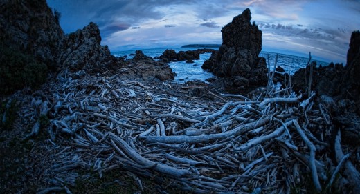 Bare bones
