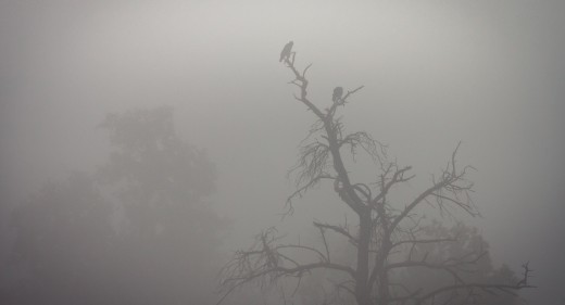 The crows