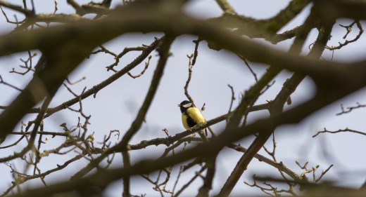Great Tit Singing In Tree