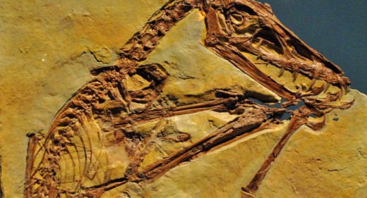Scaphognathus crassirostris