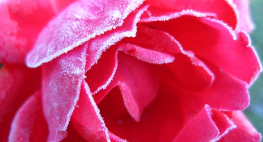 November 4th frosty flowers