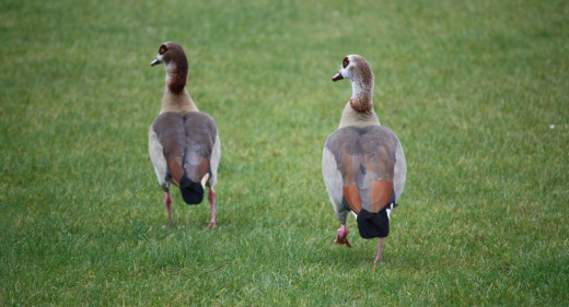Egyptian Geese in Anderlecht, Brussels