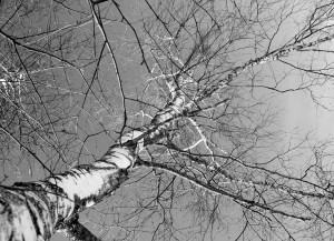 Birke vor grauem Himmel