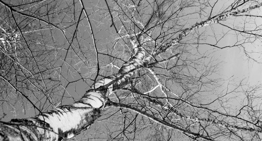 Birke vor grauem Himmel