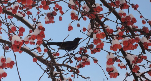 Amsel und Zieräpfel