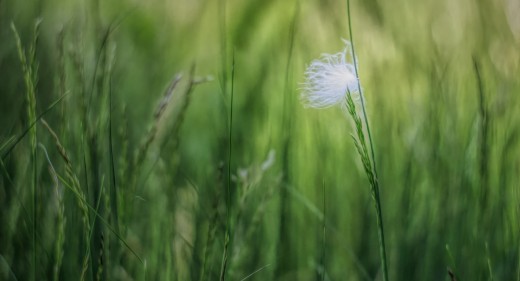 Down Feather