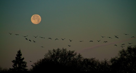 Geese against the moon