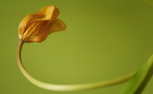 Tulpe