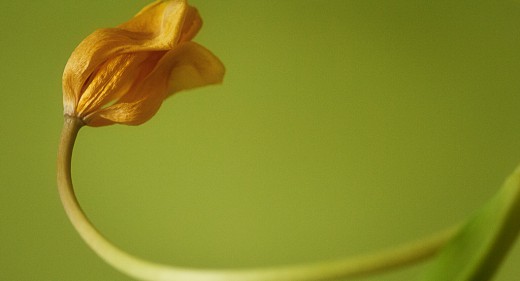 Tulpe