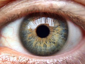 Eye