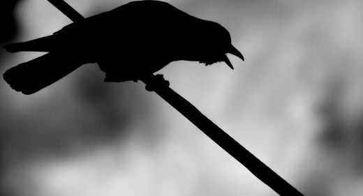 Silhouette of a Crow