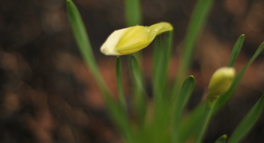 Spring in Ottawa