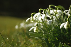 snowdrops