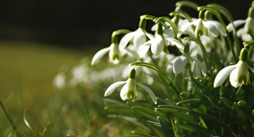 snowdrops