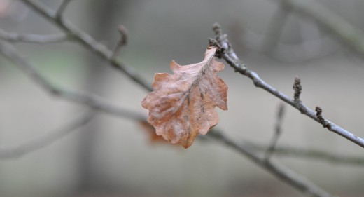 Solitary