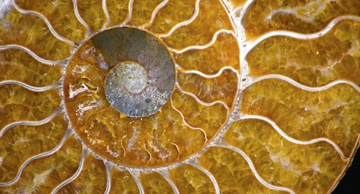 Ammonite