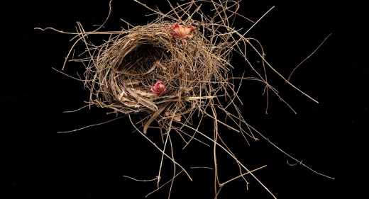 Bird nest from japanese cherry