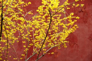 Forsythia