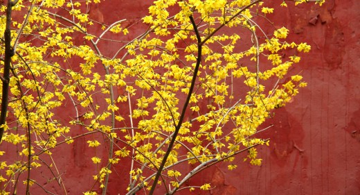 Forsythia