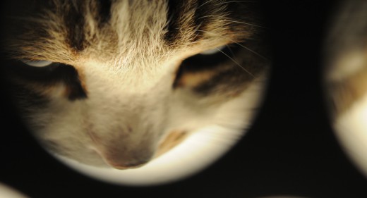 Katze