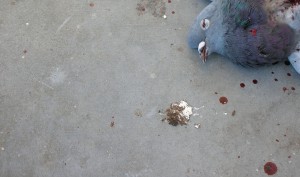 The Death of a Pigeon