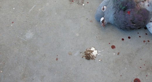 The Death of a Pigeon