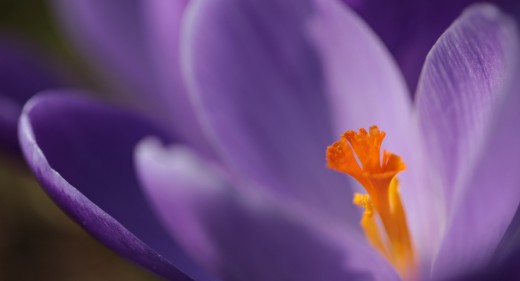 Crocus