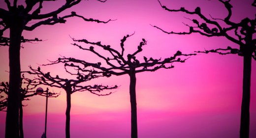 Trees