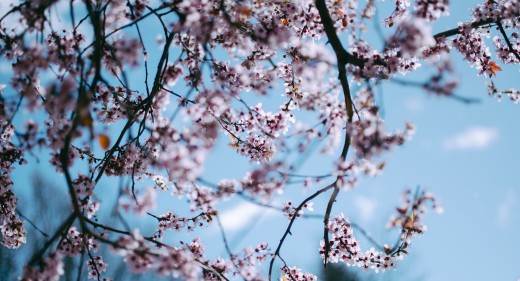 cherry