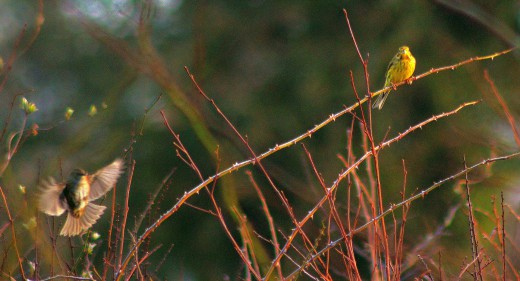 Birds along my walk