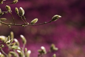 Magnolias