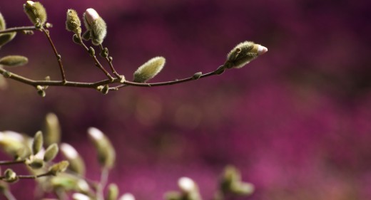 Magnolias