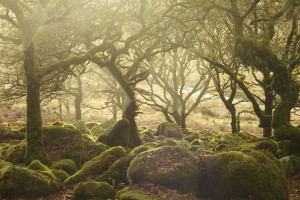 Wistman's Wood