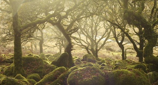 Wistman's Wood