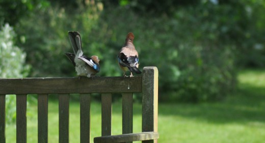 Eurasian Jays