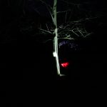 Tree of Light