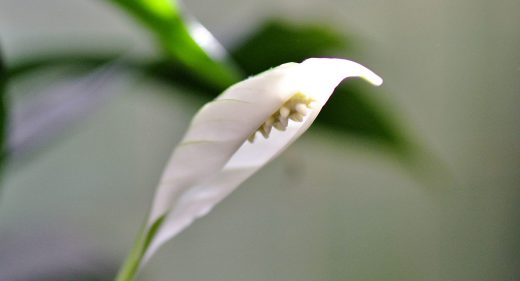 New bloom