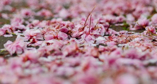 Fallen blossoms