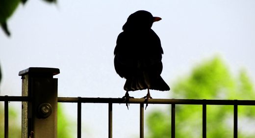 Silhouette einer Amsel