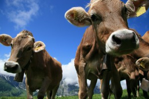 cow attack