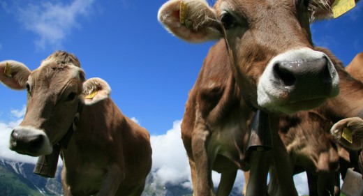 cow attack
