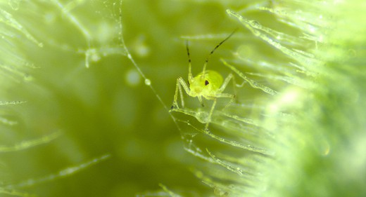 Aphid or greenfly