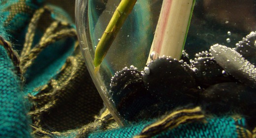 Still Life: Orchid Vase 1