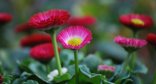 Double Daisies - Bellis Perennis