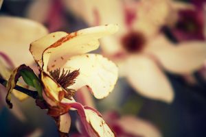 Dying Magnolia