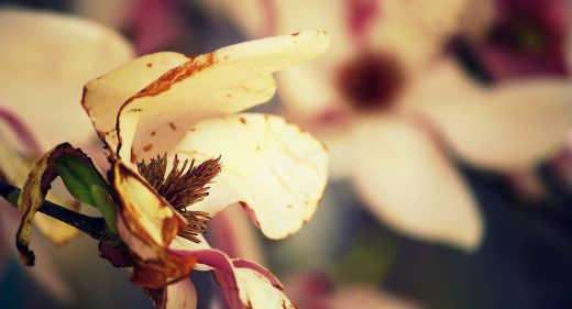 Dying Magnolia